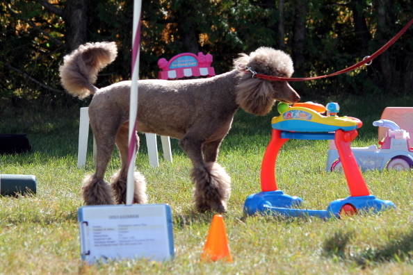 a poodle enjoying a little Open Exterior at The Poodle Farm