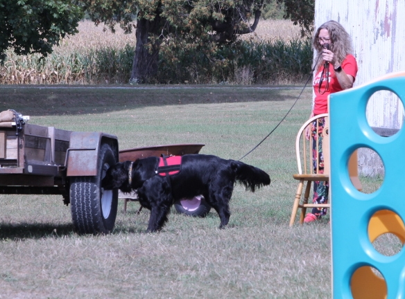 dog slerting to scent on trailer wheel
