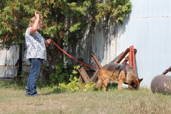 dog alerting to scent along the building wall