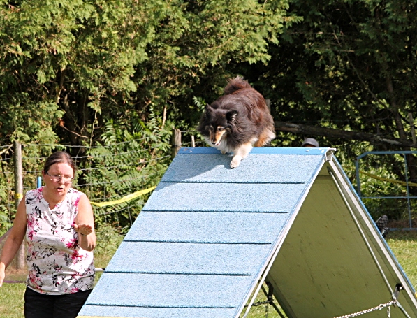 dog on A-frame at PCC agility trial 2025
